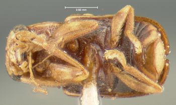 Media type: image;   Entomology 24981 Aspect: habitus ventral view